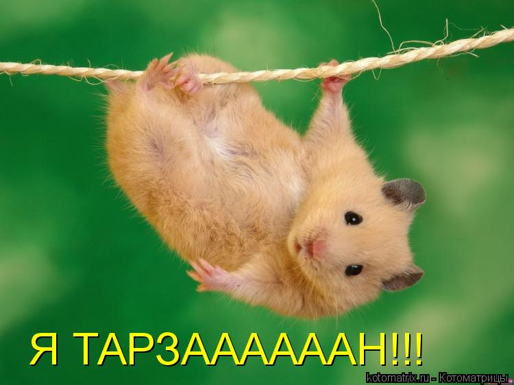 Я ТАРЗААААААН!!!... Котоматрица: Я ТАРЗААААААН!!!