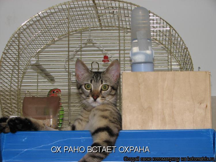 Котоматрица: ОХ РАНО ВСТАЕТ ОХРАНА