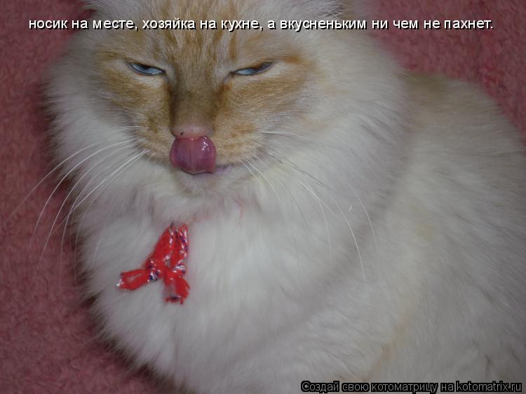 Котоматрица: носик на месте, хозяйка на кухне, а вкусненьким ни чем не пахнет.