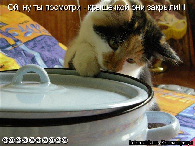 Котоматрица: Ой, ну ты посмотри - крышечкой они закрыли!!! @@@@@@@@@@