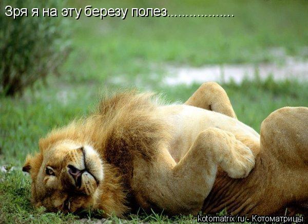 Котоматрица: Зря я на эту березу полез..................