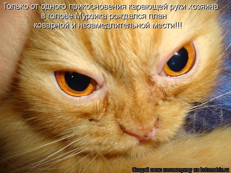 Только от одного прикосновения карающей руки хозяина в голове Мурзика рождался план коварной и незам... Котоматрица: Только от одного прикосновения карающей руки хозяина в голове Мурзика рождался план коварной и незамедлительной мести!!!