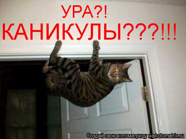 УРА?! КАНИКУЛЫ???!!!... Котоматрица: УРА?! КАНИКУЛЫ???!!!