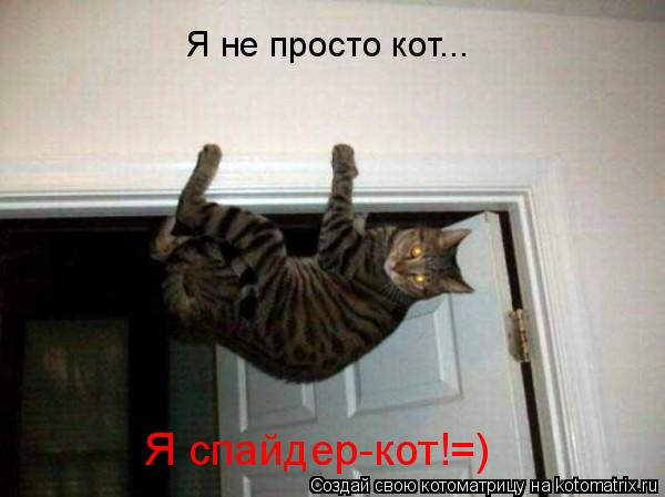 Я не просто кот... Я спайдер-кот!=)... Котоматрица: Я не просто кот... Я спайдер-кот!=)