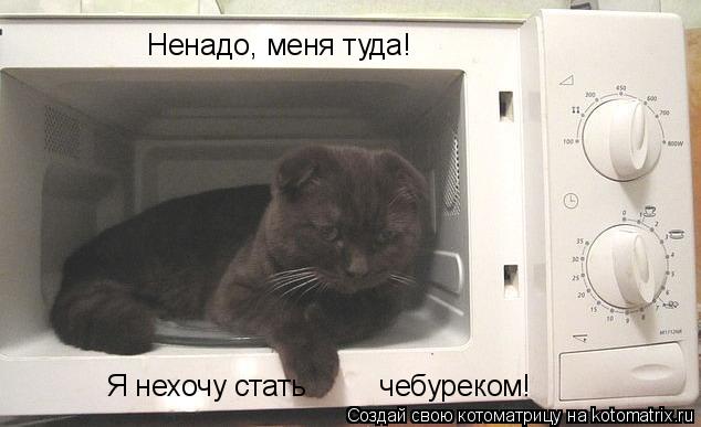 Ненадо, меня туда! Я нехочу стать чебуреком!... Котоматрица: Ненадо, меня туда! Я нехочу стать чебуреком!