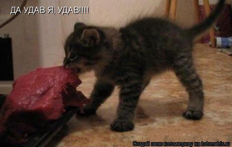 ДА УДАВ Я, УДАВ!!!!... Котоматрица: ДА УДАВ Я, УДАВ!!!!