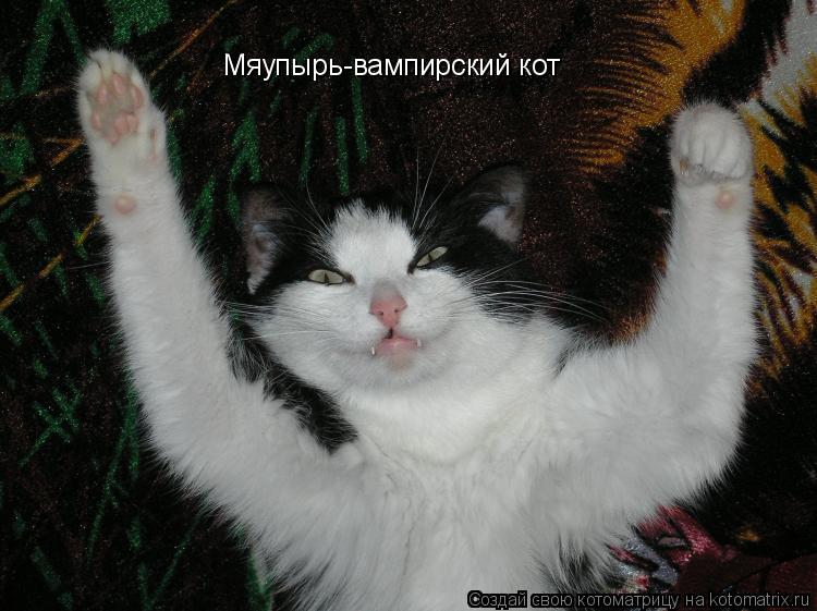 Мяупырь-вампирский кот... Котоматрица: Мяупырь-вампирский кот