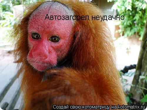 Котоматрица: Автозагорел неудачно