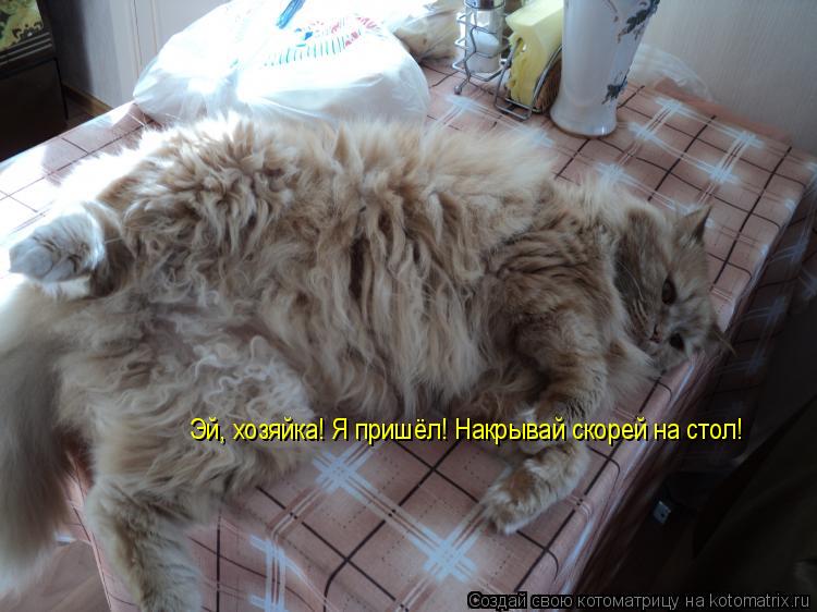 Котоматрица: Эй, хозяйка! Я пришёл! Накрывай скорей на стол!