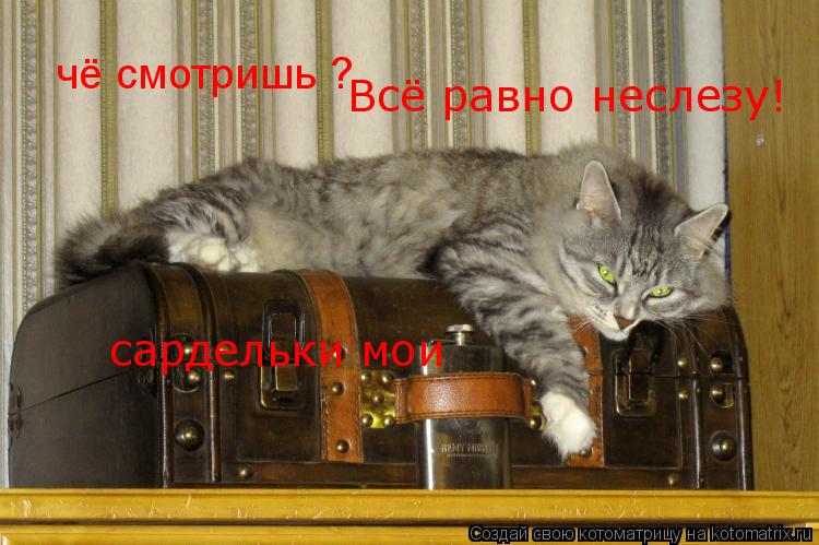 сардельки мои чё смотришь ? Всё равно неслезу!... Котоматрица: сардельки мои чё смотришь ? Всё равно неслезу!