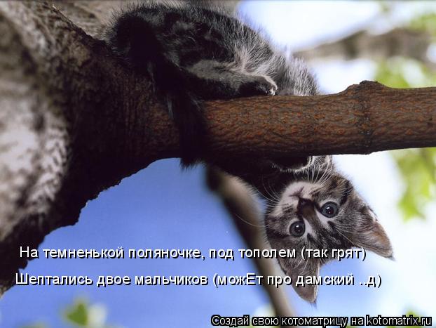 На темненькой поляночке, под тополем (так грят) Шептались двое мальчиков (можЕт про дамский ..д)... Котоматрица: На темненькой поляночке, под тополем (так грят) Шептались двое мальчиков (можЕт про дамский ..д)
