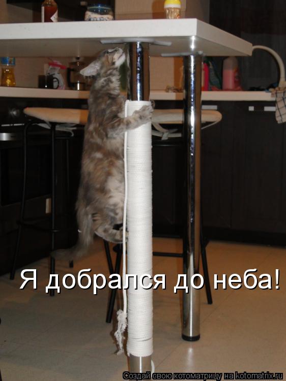Я добрался до неба!... Котоматрица: Я добрался до неба!