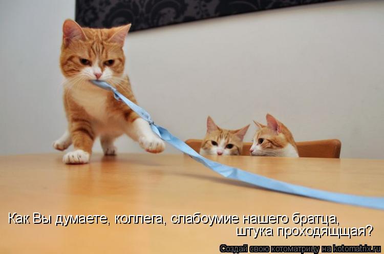 Как Вы думаете, коллега, слабоумие нашего братца, штука проходящщая?... Котоматрица: Как Вы думаете, коллега, слабоумие нашего братца, штука проходящщая?