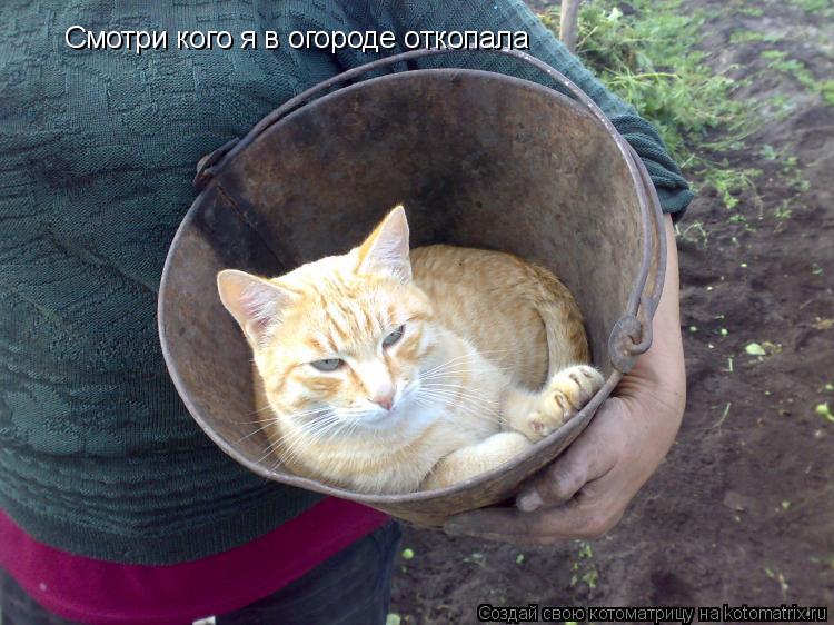 Смотри кого я в огороде откопала... Котоматрица: Смотри кого я в огороде откопала