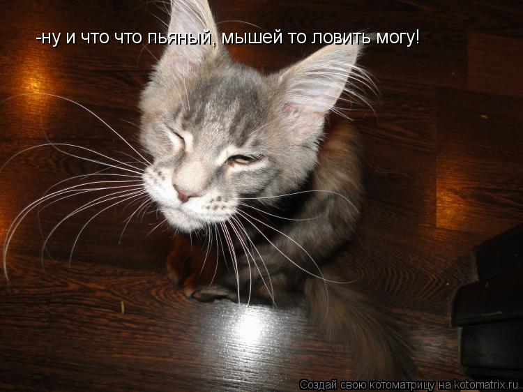 -ну и что что пьяный, мышей то ловить могу!... Котоматрица: -ну и что что пьяный, мышей то ловить могу!