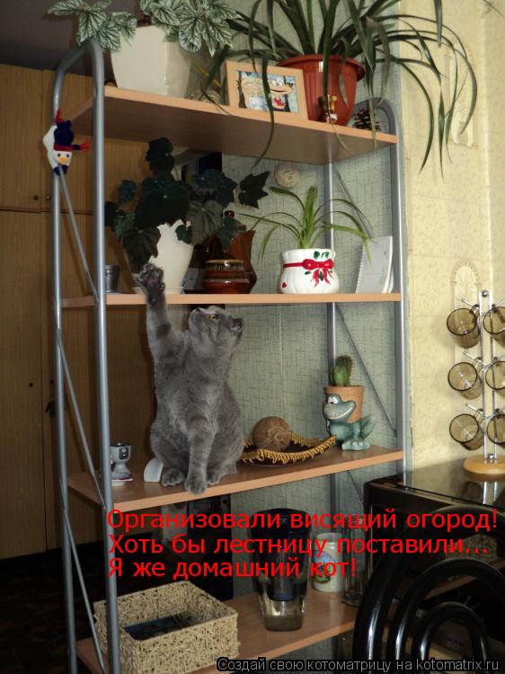 Организовали висящий огород! Хоть бы лестницу поставили... Я же домашний кот!... Котоматрица: Организовали висящий огород! Хоть бы лестницу поставили... Я же домашний кот!