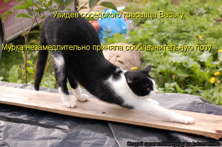 Котоматрица: Увидев соседского красавца Ваську, Мурка незамедлительно приняла сооблазнительную позу