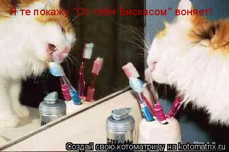 Котоматрица: Я те покажу "От тебя Вискасом" воняет!