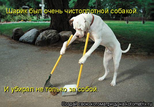 Котоматрица: Шарик был очень чистоплотной собакой. И убирал не только за собой.