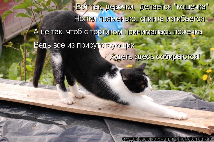 Котоматрица: Вот так, девочки,  делается "кошечка" Ножки пряменько, спинка изгибается А не так, чтоб с тортиком принималась ложечка Ведь все из присутству