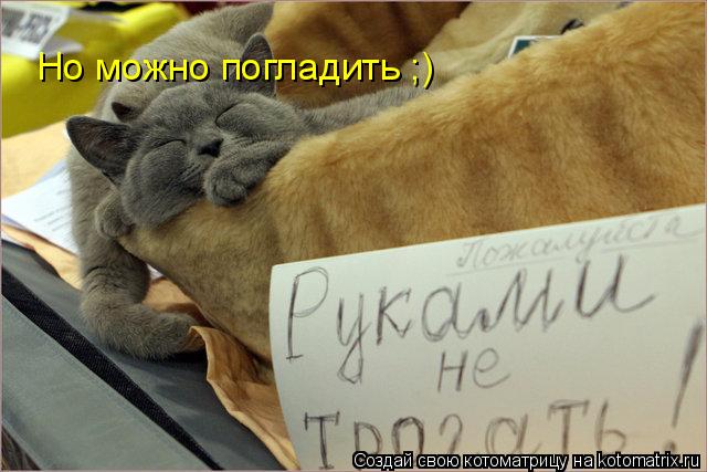 Котоматрица: Но можно погладить ;)