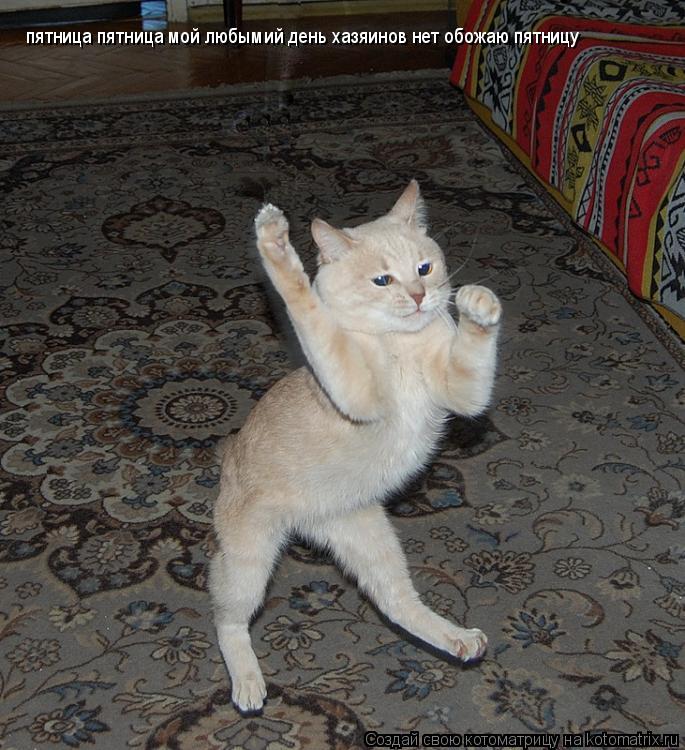 Котоматрица: пятница пятница мой любымий день хазяинов нет обожаю пятницу