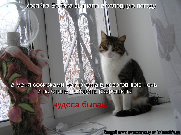 Котоматрица: хозяйка Бобика выгнала в холодную погоду а меня сосисками накормила в новогоднюю ночь и на столе походить разрешила чудеса бывают