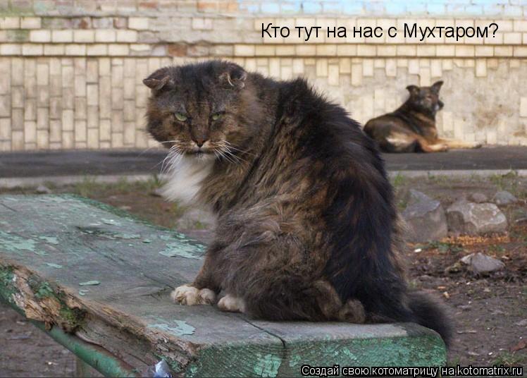 Кто тут на нас с Мухтаром?... Котоматрица: Кто тут на нас с Мухтаром?