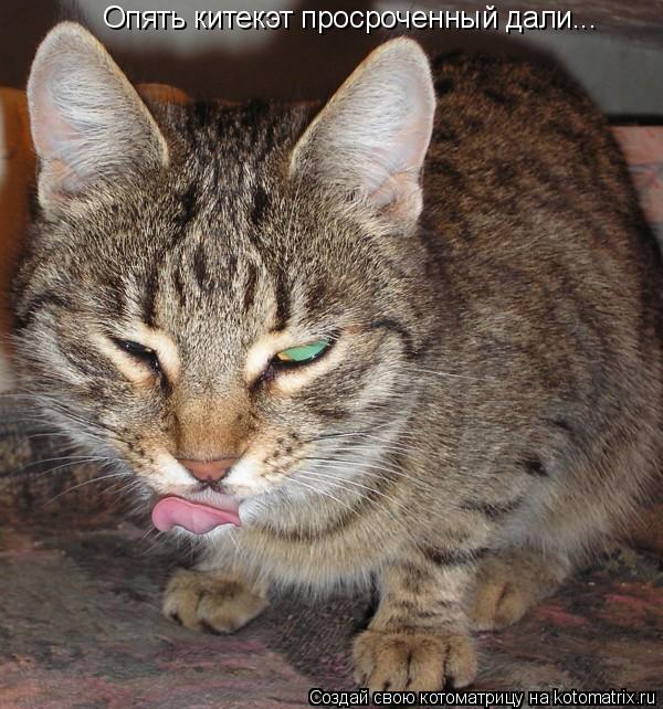 Котоматрица: Опять китекэт просроченный дали...