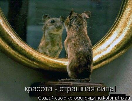 красота - страшная сила!... Котоматрица: красота - страшная сила!