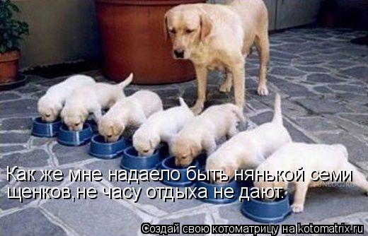Котоматрица: Как же мне надаело быть нянькой семи  щенков,не часу отдыха не дают.