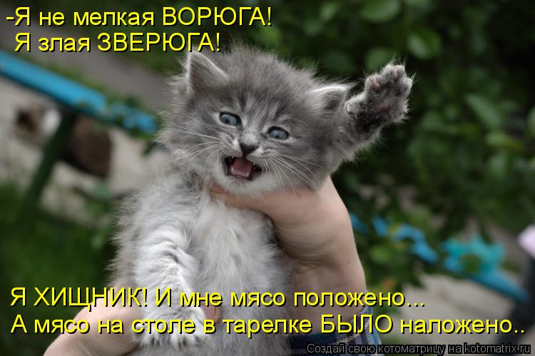 -Я не мелкая ВОРЮГА! Я злая ЗВЕРЮГА! Я ХИЩНИК! И мне мясо положено... А мясо на столе в тарелке БЫЛО ... Котоматрица: -Я не мелкая ВОРЮГА! Я злая ЗВЕРЮГА! Я ХИЩНИК! И мне мясо положено... А мясо на столе в тарелке БЫЛО наложено..