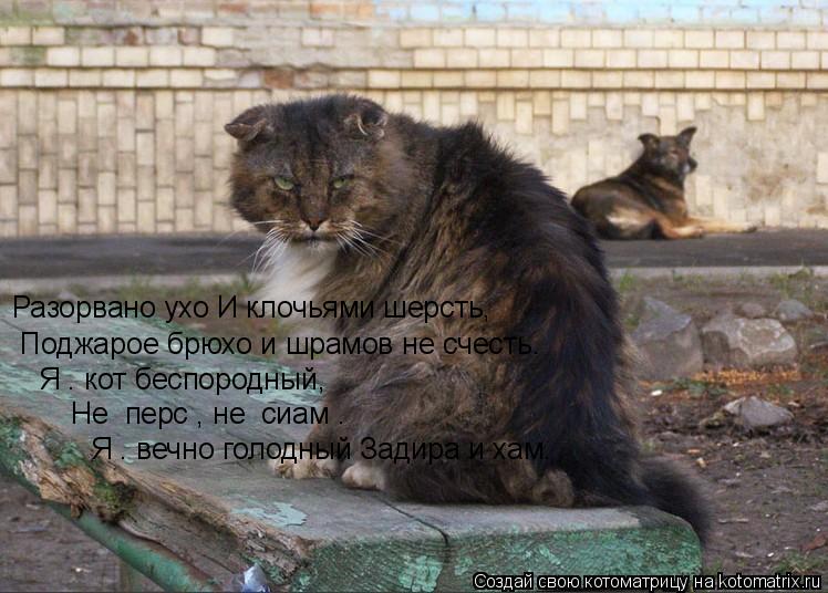 Котоматрица: Разорвано ухо И клочьями шерсть,  Поджарое брюхо и шрамов не счесть.   Я – кот беспородный,   Не «перс», не «сиам».  Я – вечно голодный Задира и