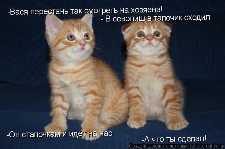 Котоматрица: -Вася перестань так смотреть на хозяена! -Он стапочкам и идёт на нас  -А что ты сделал! - В севолиш в тапочик сходил