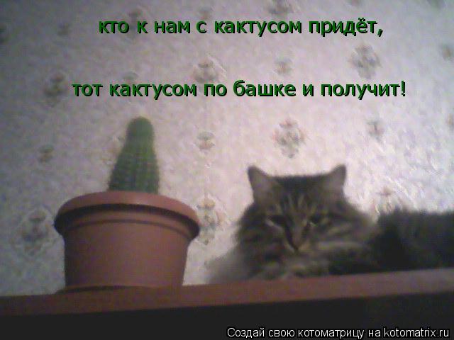 Котоматрица: кто к нам с кактусом придёт, тот кактусом по башке и получит!