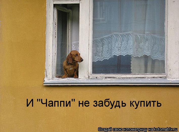Котоматрица: И "Чаппи" не забудь купить