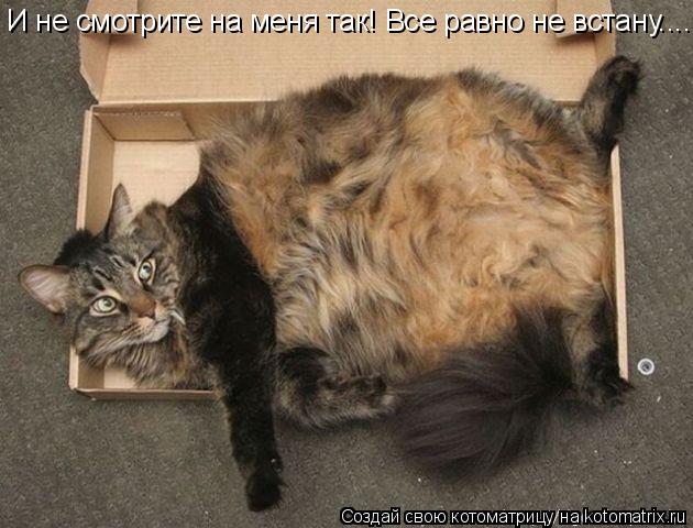 Котоматрица: И не смотрите на меня так! Все равно не встану........