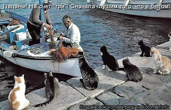 Котоматрица: Пацаны! На счет "три"! Сначала глушим того, что в белом!