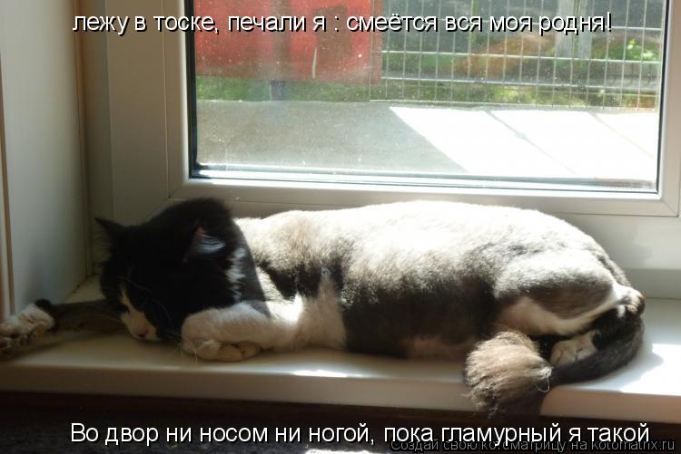Котоматрица: лежу в тоске, печали я : смеётся вся моя родня! Во двор ни носом ни ногой, пока гламурный я такой