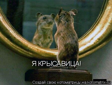 Котоматрица: Я КРЫСАВИЦА!