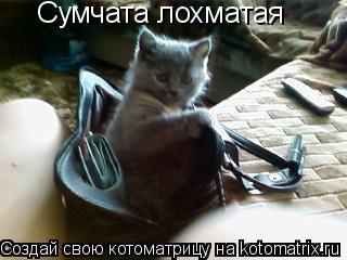 Котоматрица: Сумчата лохматая