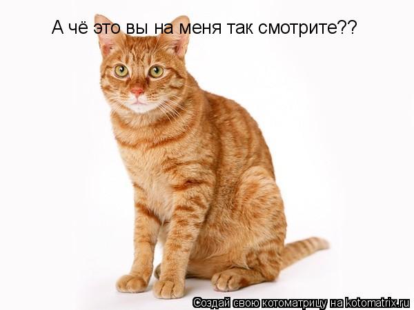 Котоматрица: А чё это вы на меня так смотрите??