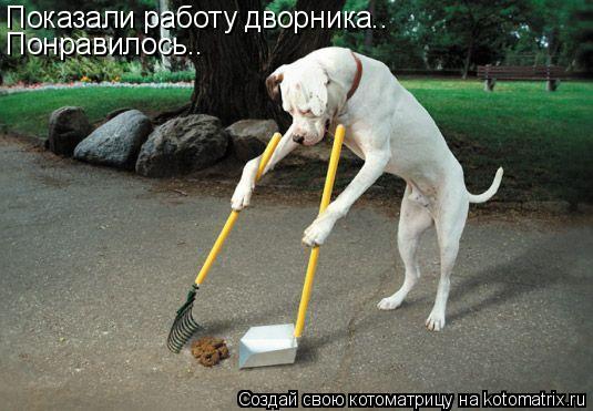 Котоматрица: Показали работу дворника.. Понравилось..