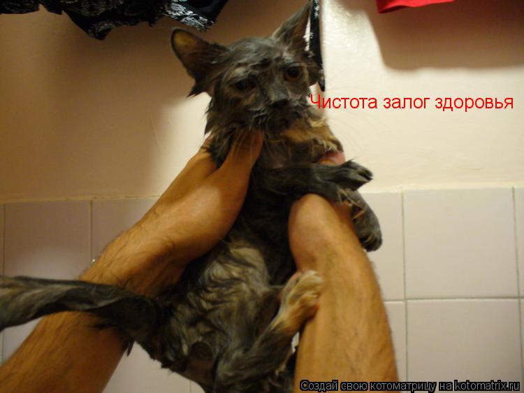 Котоматрица: Чистота залог здоровья