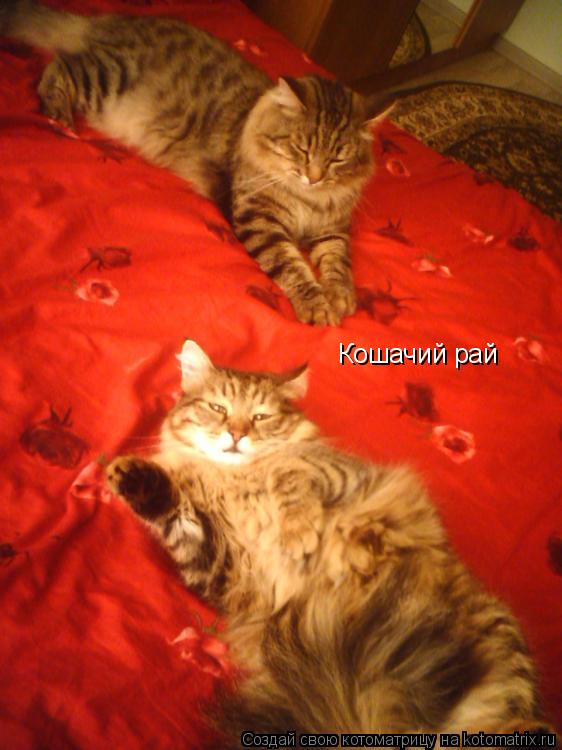Котоматрица: Кошачий рай
