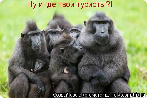 Котоматрица: Ну и где твои туристы?!