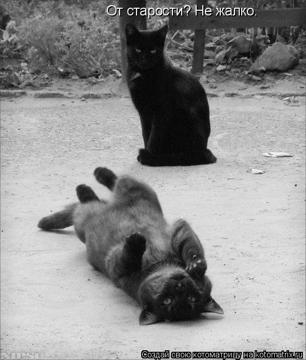 Котоматрица: От старости? Не жалко.