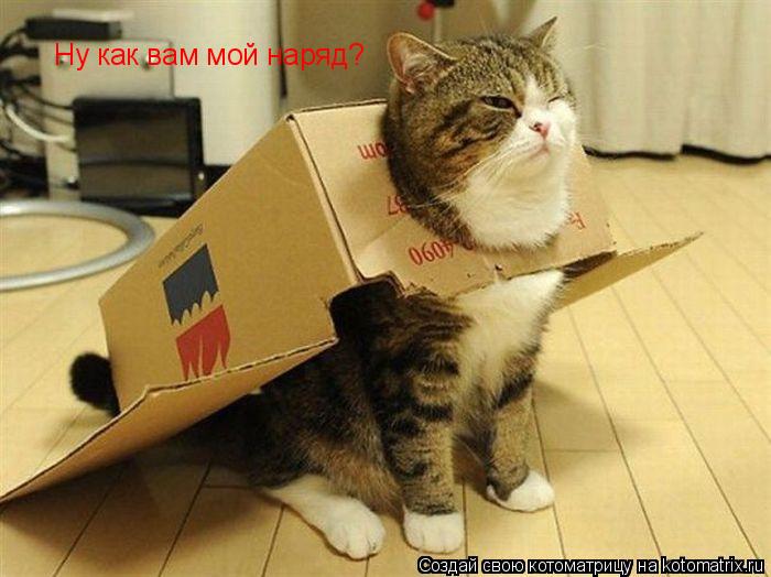 Котоматрица: Ну как вам мой наряд?