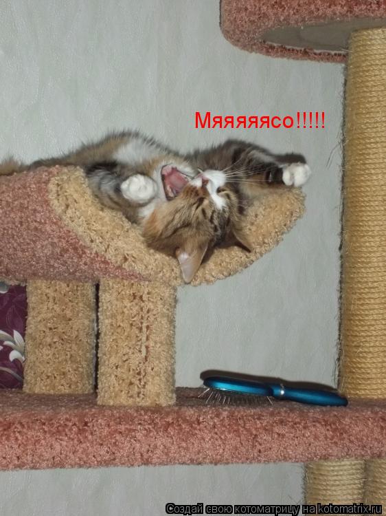 Котоматрица: Мяяяяясо!!!!!