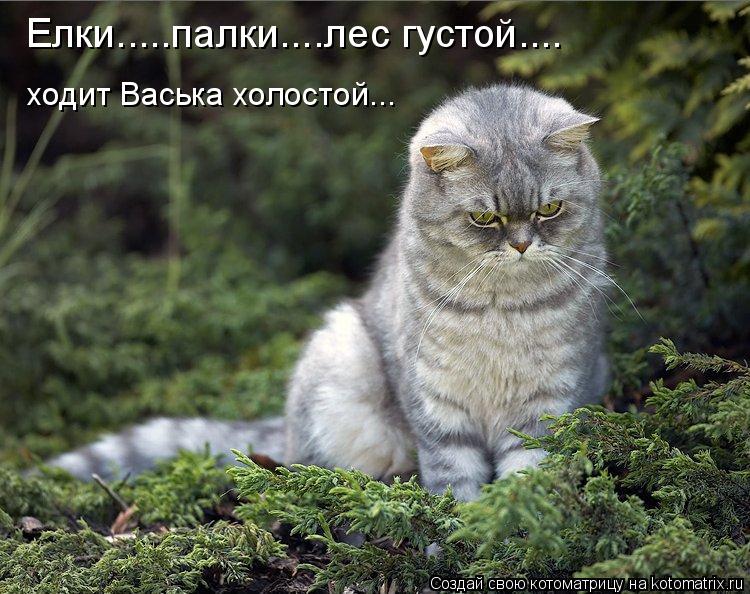 Елки.....палки....лес густой.... ходит Васька холостой...... Котоматрица: Елки.....палки....лес густой.... ходит Васька холостой...